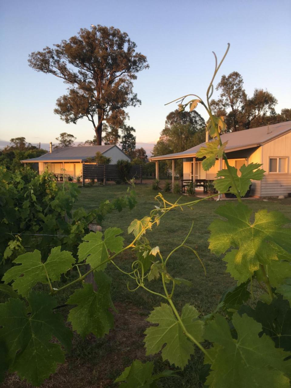 Emma'S Cottage Vineyard Lovedale Exterior foto